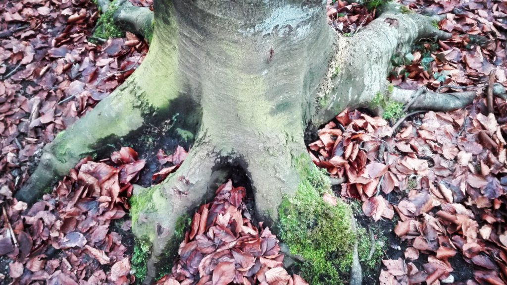 STÄRKE DEINE WURZELN