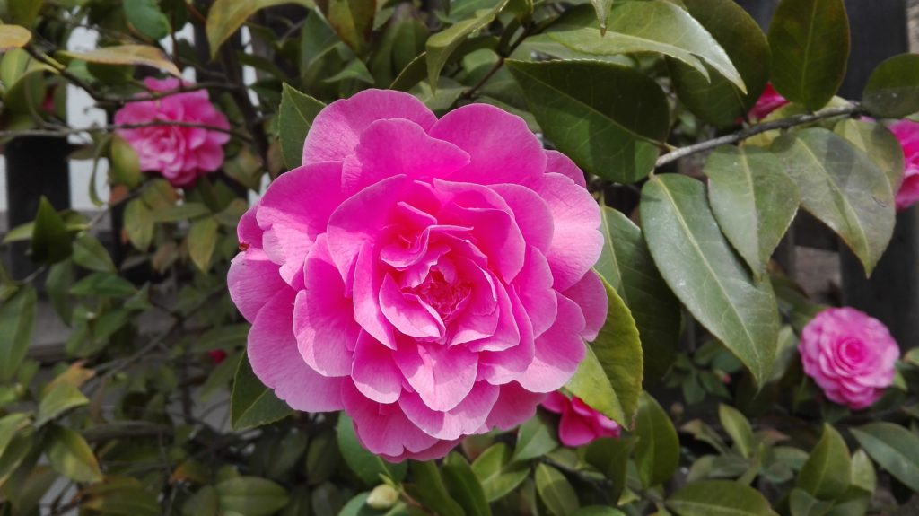 Ja, diesmal geht es um dich und um deine Liebe zu dir! Vielleicht hast du den Eindruck, dass du dich ja schon ganz fest liebhast. Aber glaube mir, es geht noch mehr, viel mehr! Wenn ich wieder mal meine Bedürfnisse nicht wahrnehme, über meine Grenzen gehe, mit mir streng ins Gericht gehe, ja dann weiß ich: meine Liebe zu mir selbst ist noch ausbaufähig. In diesem Blogbeitrag gebe ich dir praktische Tipps, wie du dich jeden Tag etwas mehr liebgewinnen kannst.